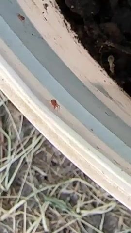 The video shows a close-up view of a small, red, spider-like creature crawling on a light-colored surface that appears to be the edge of an object, possibly a planter or a raised garden bed. The surface has horizontal blue and white stripes. In the background, there is dark soil and dry grass or straw. Another smaller red creature is visible further up and to the left on the same surface. The lighting suggests it is daytime, outdoors. The camera is steady and focused on the creature.