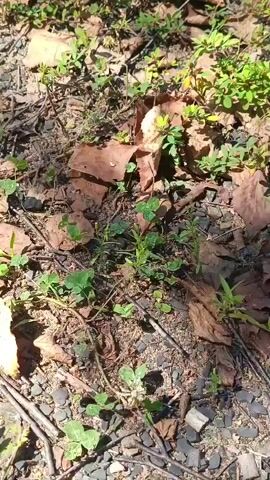 The video shows a close-up view of the ground, covered with dry leaves, small green plants, and small stones. In the center of the frame, a small brown snake is visible, slithering amongst the foliage. The snake appears to be moving towards the right side of the frame. The lighting suggests it is daytime, likely outdoors.