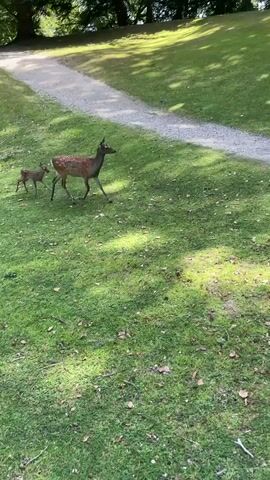 A doe and her fawn stand on a grassy slope next to a gravel path. The doe faces right, looking upwards and to the right. The fawn stands to the left and slightly behind the doe, facing left. The environment is a park or natural area with trees in the background. The sun casts shadows on the grass.