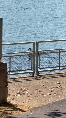 The media file shows a body of water, likely a lake or river, with several birds swimming. The scene is viewed from a paved area with scattered leaves, suggesting an outdoor location. A metal fence with a diamond pattern separates the paved area from the water. The fence appears to have a gate in the middle, which is closed. 

The water is a calm blue, reflecting the sunlight, which indicates it is daytime. The sky is not visible, but the bright water suggests it is a clear day. 

There are at least three birds visible in the water. One appears to be a swan with a long neck, and the others seem to be smaller waterfowl, possibly ducks. They are swimming near the fence, and some are partially obscured by it. One of the smaller birds is diving, with only its tail feathers visible above the water.

The overall impression is a peaceful, natural scene, with the birds enjoying the water on a pleasant day. The presence of the fence suggests this is a public area, such as a park or promenade, where people can observe the wildlife. The scattered leaves might indicate it is autumn.

There is no visible text in the media file. The location is identified as Charnay-lès-Mâcon, France, which places this scene in a European context.