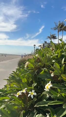 A bright, sunny day at the beach with white clouds in a blue sky. In the foreground, lush green foliage with white and yellow flowers. To the left, a paved walkway runs alongside the beach, bordered by a sandy shore and the ocean. Several people are visible in the distance, some walking and one person riding a bicycle on the walkway. Palm trees and a building are visible on the right side of the frame.