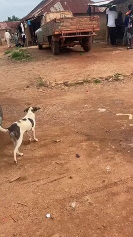 The video shows an outdoor scene with a dirt road. A dog with black and white markings is running away from the camera towards a group of people standing near a building with a corrugated metal roof. There is a truck parked in front of the building. Two young boys are walking towards the camera, and one of them is holding money. Some people are standing under a canopy attached to the building. The ground is reddish-brown dirt, with some scattered debris and puddles. The sky is overcast.