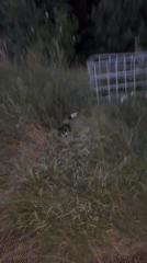 Dog roaming a rural Belarus property at dusk