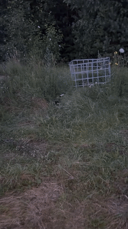 Dog roaming a rural Belarus property at dusk