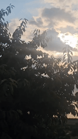 Sun rays and silhouetted trees across a dramatic sky