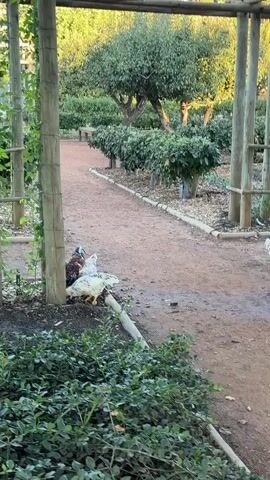 The video displays an outdoor garden or park-like setting with a dirt path winding through it. Several chickens are present, walking and foraging on the ground. One white chicken with brown markings crosses the path from left to right. Another white chicken with lighter brown markings is seen closer to the left side, near the base of a wooden pole. In the background, numerous trees and green bushes create a lush environment. Several wooden poles, likely part of an arbor or trellis structure, are visible, some with vines growing on them. The lighting suggests either early morning or late afternoon, characterized by soft, warm light and subtle shadows. The scene is calm and natural, with no human activity or visible text. The overall impression is of a tranquil, cultivated outdoor space where poultry roam freely.