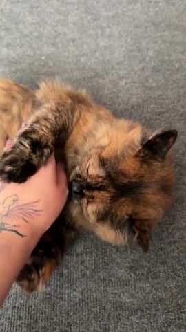 A person's hand with a tattoo on the arm pets a tortoiseshell cat lying on a gray carpeted surface. The cat's eyes are mostly closed at the beginning, and the hand gently strokes its head and chin. The cat then opens its eyes and looks at the hand, nuzzling into it. In the final moments, the cat's head is blurred as it moves rapidly, and its paw is visible near the hand.