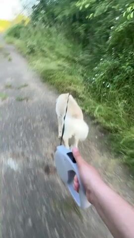 A person is walking a white dog on a retractable leash along a paved path bordered by tall grass and vegetation. The dog moves towards the grassy area, stopping and sniffing. The person appears to be managing the leash to control the dog's movements, saying "Stop" and "Go." The hand holding the leash and part of the person's arm are visible, as well as part of one of the person's feet wearing a blue and gray slipper.
