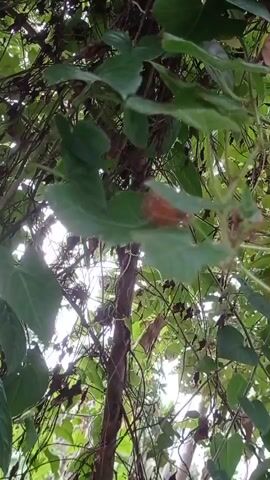 The video captures a close-up view of dense green foliage, likely from a vine or climbing plant. The camera angle is looking upwards, suggesting the viewer is beneath the plant. Sunlight filters through the leaves, creating a dappled effect. There are visible branches and stems intertwined with the leaves, and some of the leaves appear dry or discolored with brown patches. The overall impression is of a natural, outdoor environment. There are no people or discernible objects other than the plant itself. The video is short, showing only the movement of the leaves and branches in what appears to be a gentle breeze.