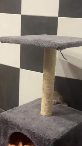 The video shows a kitten peeking out from behind a scratching post in a room with checkered black and white tiles on the wall. The scratching post is made of grey carpet and has a rope-wrapped central column. The kitten is small and has grey tabby markings. It is looking towards the camera with its ears slightly perked.