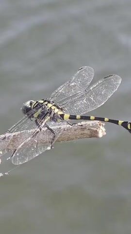 A close-up shot shows a dragonfly perched on a small, thin branch. The dragonfly has clear, veined wings and a black and yellow striped body. The background is a blurred, gray expanse, likely water. The branch is dry and weathered. There is an indiscernible structure at the end of the shot.