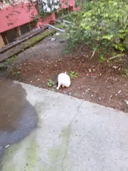 Cat spotted in garden area in Karnobat, Bulgaria