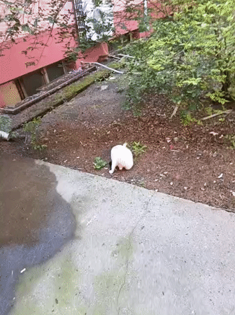 Cat spotted in garden area in Karnobat, Bulgaria
