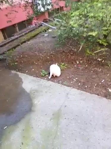 Cat spotted in garden area in Karnobat, Bulgaria