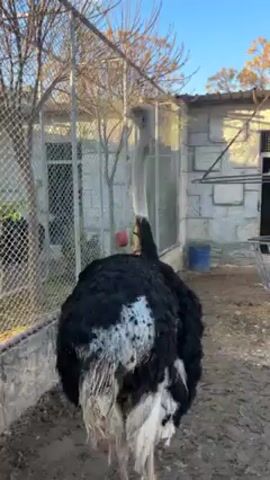 The video features an ostrich in what appears to be an enclosure. The bird has a long, slender neck and a body covered in black and white feathers. It stands on dirt. Behind the ostrich is a wire fence, and behind the fence is a building constructed with stone. The building appears to be one story, and to the right of the bird is a blue barrel. The ostrich makes noises that sound like a soft squawk. The sky is blue with sunlight.