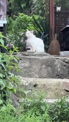 A white cat sits on a concrete step, looking to the left. The cat has blue eyes. Green plants and foliage surround the cat. A wooden structure is visible in the background.