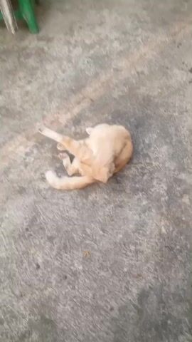 An orange cat is lying on a concrete surface and grooming itself. The cat is curled up and licking its body. The concrete surface appears to be outdoors.