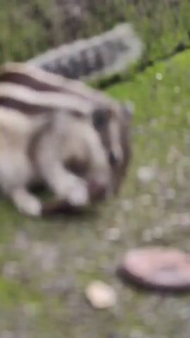 A squirrel is shown in close-up, nibbling on a piece of wood. The squirrel is positioned on a mossy surface, with a small nut-like object to its right. Its bushy tail is visible in the background. The lighting appears to be natural daylight.