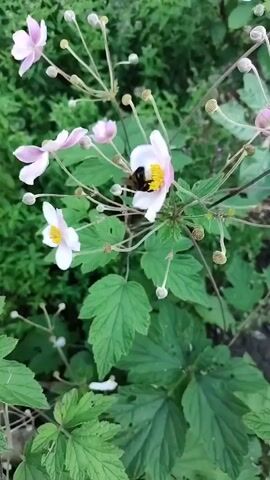 A close-up shot captures a bumblebee busily collecting pollen from the center of a delicate pink flower. The flower, with its pale petals and vibrant yellow stamen, is part of a cluster of similar blooms on a plant with lush green foliage. Several unopened buds are also visible, hinting at more flowers to come. The background is softly blurred, indicating a natural outdoor setting, likely a garden or meadow, with more greenery extending into the distance. The lighting is natural, suggesting it's daytime.