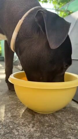 A dark-colored dog with a light-colored collar is eating from a yellow bowl. The dog's head is down in the bowl. The bowl is on a concrete surface. In the background, there are some plants and a structure. The scene appears to be outdoors in natural light.
