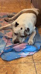 Dog rests on blanket in Krasnoyarsk home