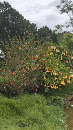 Early morning scenes captured around Da Lat's Xuan Huong Lake