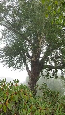 A large tree dominates the frame, its thick, gnarled trunk rising from a bed of green foliage. The tree's branches spread wide, covered in lush green leaves, some of which are catching the light. In the foreground, a dense cluster of rhododendron bushes with their broad, leathery leaves creates a natural frame for the tree. The background is obscured by a soft, white mist, suggesting a foggy or cloudy day. The lighting is diffused, indicating either early morning or late afternoon, or a generally overcast sky. The overall mood is serene and natural, evoking a sense of peace and the wildness of nature. The scene is set in Dhundi, India, a location known for its natural beauty. No people or specific objects are visible, and no text is present in the media file.
