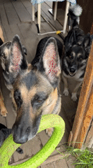 Dogs gather in various locations across Nizhny Tagil, Russia