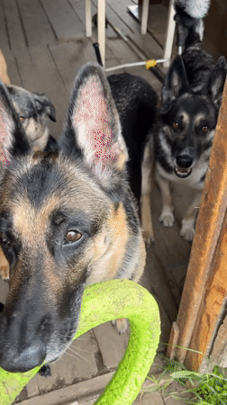 Dogs gather in various locations across Nizhny Tagil, Russia