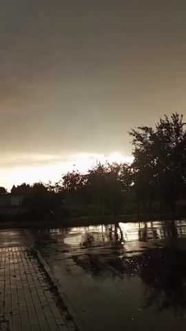 The video displays a landscape during what appears to be a rain shower, with the sun partially visible behind a cluster of trees. The ground in the foreground is wet and reflective, showing puddles and the texture of a paved surface, possibly a sidewalk with a curb. Trees with dark foliage are silhouetted against the bright sky. The overall mood is subdued, with the light suggesting either early morning or late afternoon. There are no people or animals visible in the frame.
