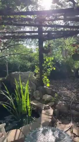 Okay, here's a detailed description of the video:

The video presents a serene outdoor scene, likely a backyard garden. The camera slowly pans down and focuses on a small, man-made pond with a gentle waterfall cascading over rocks. The water is dark, partially covered with lily pads, and reflects the bright sunlight filtering through the trees.

Around the pond, there are tall grasses and various plants, creating a natural, lush environment. The pond is edged with irregularly shaped stones. There is a wooden pergola above, covered in foliage and hanging flower baskets, providing partial shade. 

A white wooden chair and a mosaic-topped table are visible in the foreground, suggesting a seating area. The overall impression is one of a peaceful, relaxing space.