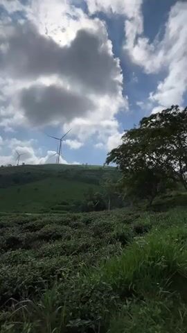The video shows a landscape with rolling green hills under a bright sky with scattered clouds. In the foreground, there is dense green vegetation, possibly tea bushes, with tall grass interspersed. Further up the hill, several wind turbines are visible, their blades turning slowly. The overall impression is one of a rural, natural setting with a focus on renewable energy generation. The lighting suggests it is daytime, possibly mid-morning or afternoon, with the sun intermittently breaking through the clouds.