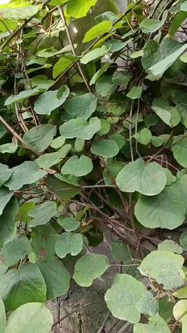 The video shows a close-up view of a vine with large, heart-shaped green leaves growing against a textured, light-colored wall. The vine has thick, brown stems that intertwine and spread across the surface. The leaves are various shades of green, with some appearing lighter and more yellowish, suggesting new growth or different lighting conditions. A few dried, brown leaves are visible amongst the green foliage. The lighting appears natural, possibly from an overcast sky or diffused sunlight, casting subtle shadows. The wall seems to be made of concrete or stucco. The overall impression is of a dense, leafy vine covering a vertical surface.