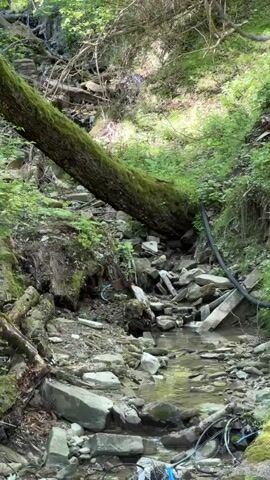 The video shows a narrow, rocky stream in a forest.  A large, moss-covered tree trunk lies across the stream. There is litter scattered throughout the streambed and along the banks.  A chicken walks into the frame on the left side of the stream, heading uphill.