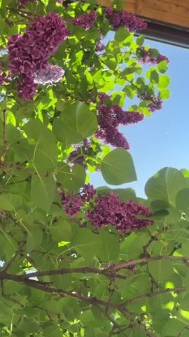 The video shows a lilac bush from below, with purple and light purple flowers interspersed with vibrant green leaves. The camera tilts slightly upwards, showcasing the clear blue sky in the background and a corner of a wooden roof structure above. The sun shines through the leaves, creating patches of bright light.