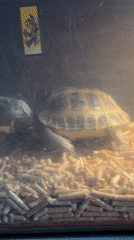 Tortoise observed in terrarium enclosure in Krasnoyarsk