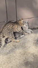 Cats, dog spotted playing in Grozny street scenes