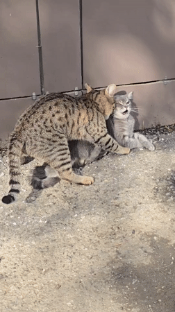 Cats, dog spotted playing in Grozny street scenes