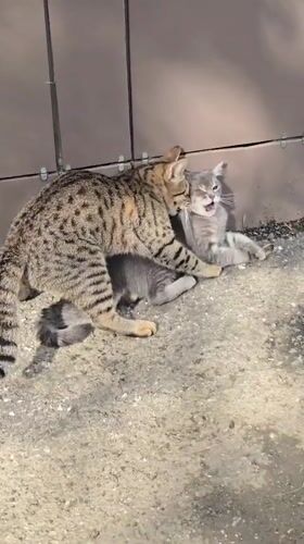Cats, dog spotted playing in Grozny street scenes