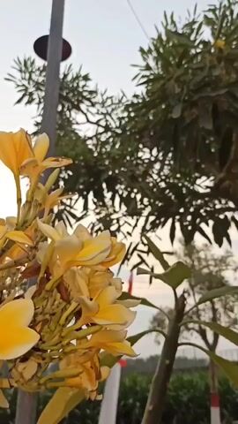 A close-up shot of a cluster of yellow Plumeria flowers on a branch, with a pole and green foliage in the background. The camera pans slightly to the left, showing more of the flowers and leaves. The lighting suggests it is either early morning or late afternoon.