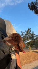 Dachshund puppy, squirrels, pigeons spotted in Tel Aviv park