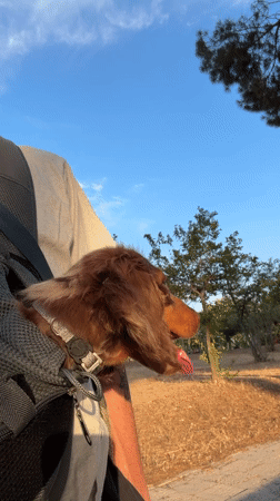 Dachshund puppy, squirrels, pigeons spotted in Tel Aviv park
