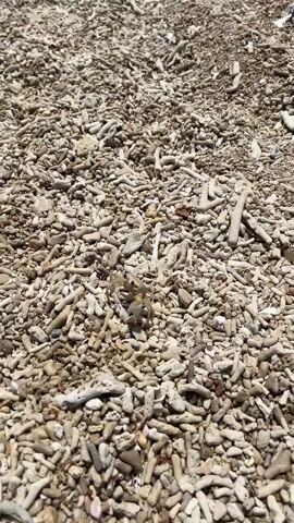 A crab is visible on a beach covered in small rocks and coral fragments. The crab is light-colored and has its legs spread out. The background is a textured surface of the beach. The camera is focused on the crab.
