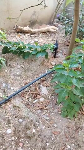 A black kitten plays in a garden. The kitten is exploring the area around a green leafy plant and a black pipe. It bats at something in the leaves and then runs under the plant.