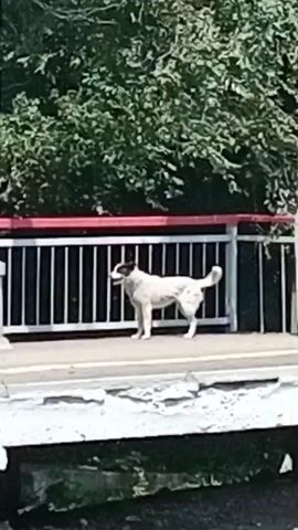 A dog stands on a concrete platform behind a metal railing with a red top. The dog is light-colored with dark markings on its head. Green foliage is visible in the background. The dog is facing left and then turns its head to the right.