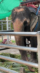 Early morning waterfall and elephant attraction visit in Ko Samui