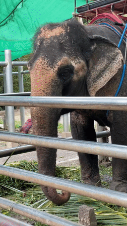Early morning waterfall and elephant attraction visit in Ko Samui