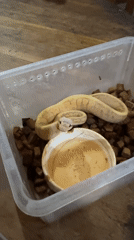 Ball python care and alcohol products documented in North Kuta