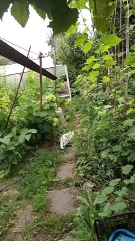 The video shows a white cat walking down a path in a garden. There is lush green foliage on either side of the path. In the background, there is a greenhouse and a metal fence. The cat walks away from the camera and disappears into the bushes.