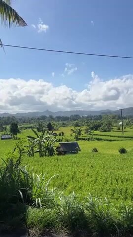 A person on a moped is recording a video of a lush green rice field in a rural landscape under a bright blue sky with scattered white clouds. In the foreground, dense vegetation obscures the lower portion of the frame, partially hiding the moped. Beyond this, the rice field stretches out, dotted with small structures and trees. In the distance, mountains rise against the skyline. Overhead, a power line cuts across the sky. The camera is stationary, capturing the scenic view.